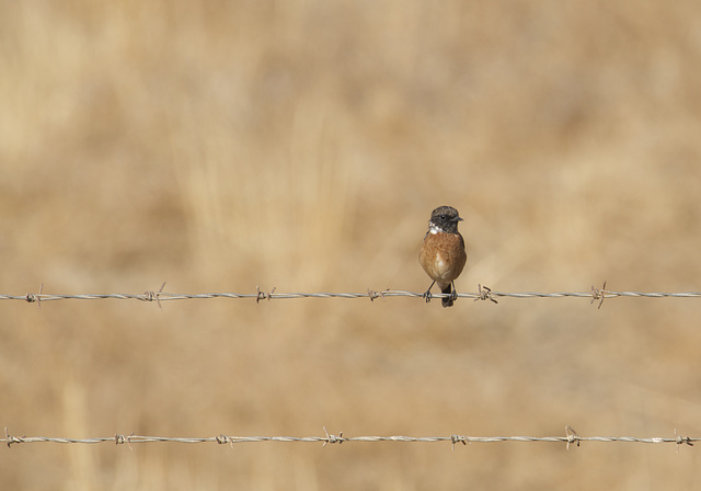 Saxicola rubicola, Cartaxo-comum