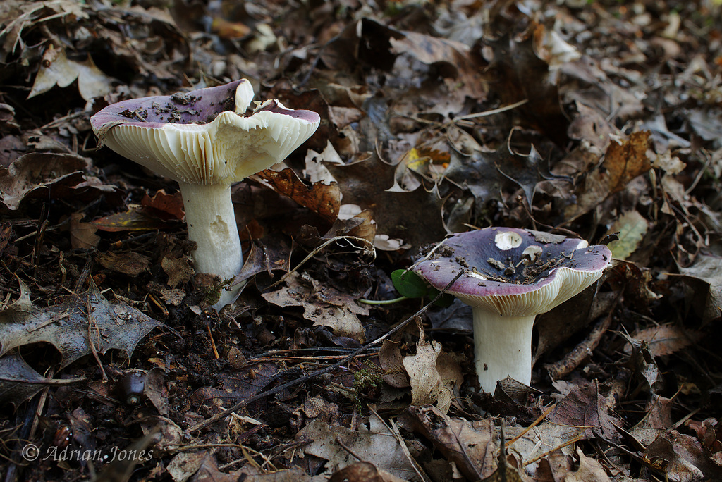 Russula sp. ?