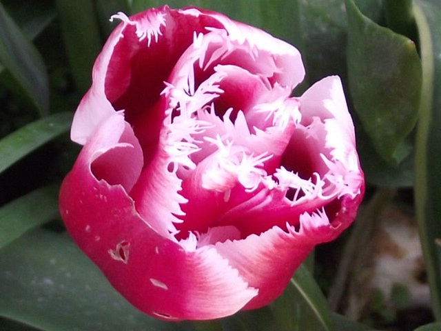 I do love this kind of tulip - all feathered at the tips