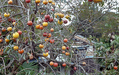 Persimmon tree