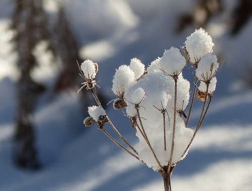 Winter in the park