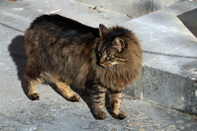 Pas un regard , pas un miaulement , pas un ronronnement , pas une lichette .....Chat chuffi comme chat !!!