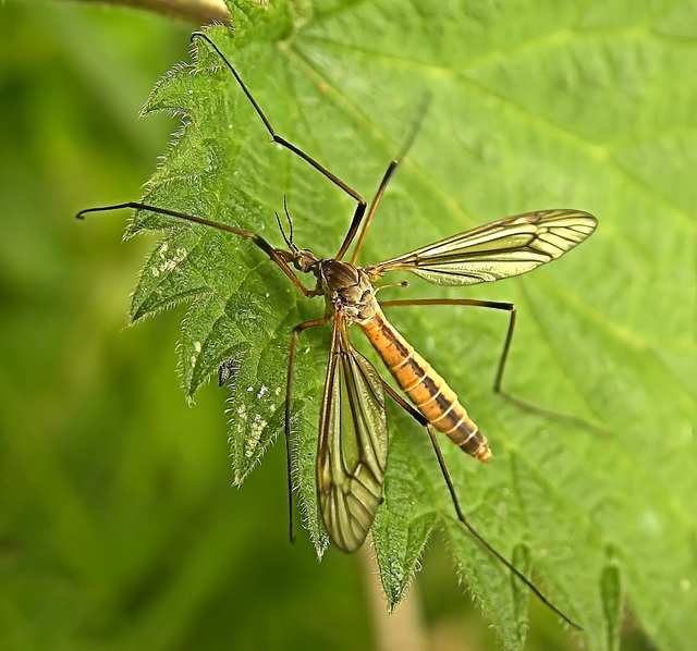 Cranefly