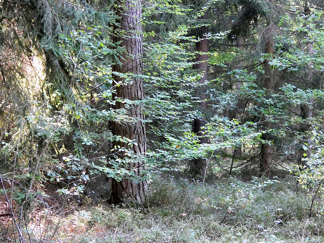 Mischwald