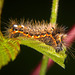Die Raupe eines Eulenfalters :))  The caterpillar of the little fox :))  La chenille du petit renard :))