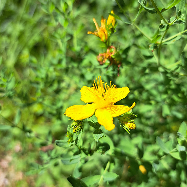 Echtes Johanniskraut (Hypericum perforatum)