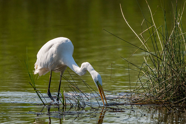 Great white egret