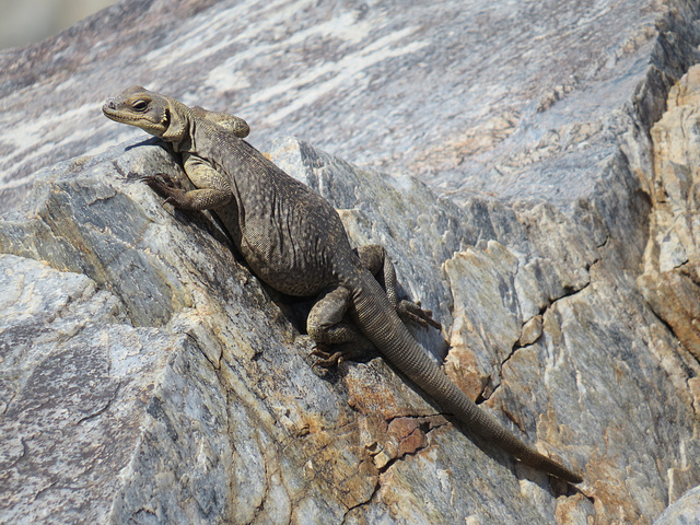 Chuckwalla