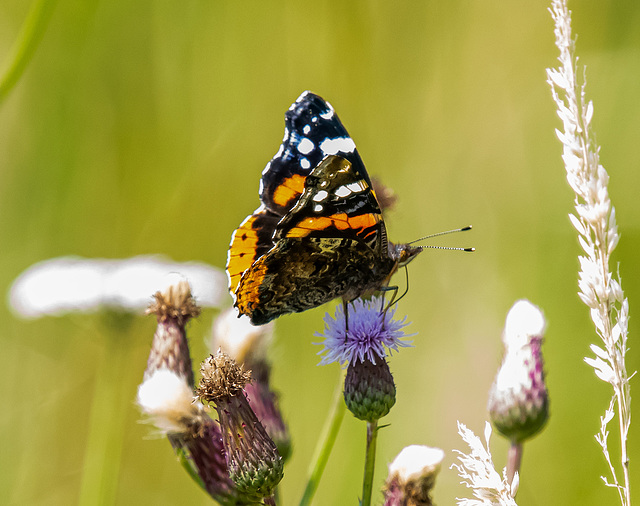 Red admiral butterfly