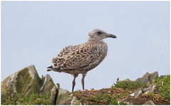 EF7A5103 Gull Chick