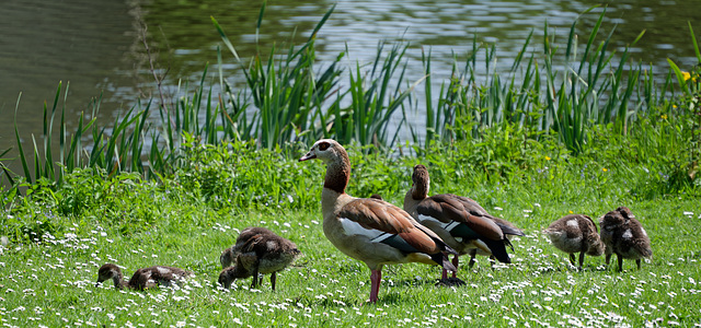 De Familie