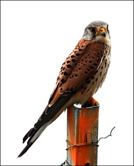 Faucon crécerelle - Common Kestrel ♂ adulte plumage. nuptial  (Falco tinnunculus)