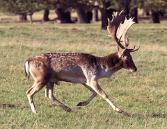 EF7A5249-CR2 DxO DeepPRIME -1Deerv4