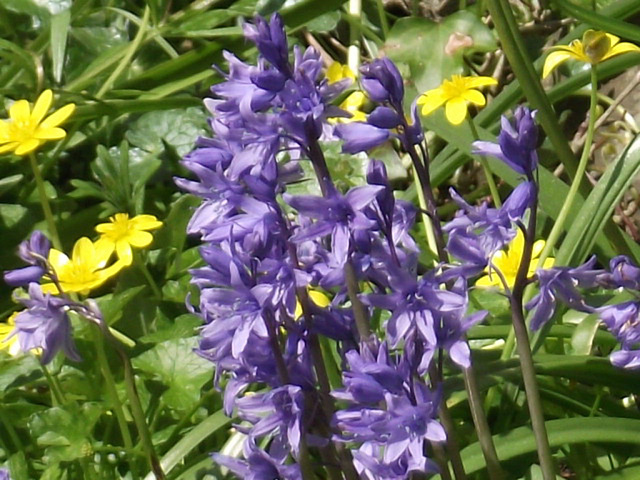 The bluebells are sturdy and strong