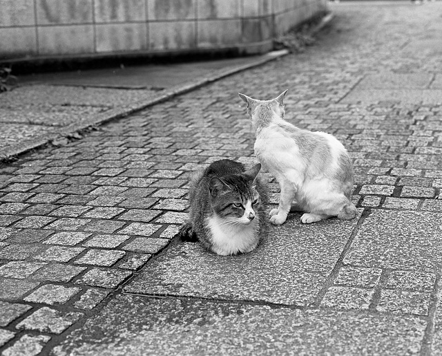 Cats on the stone pavement