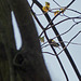 Day 4, Black-throated Green Warbler / Setophaga virens, Pt Pelee, Ontario