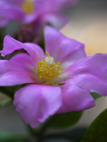 Rose Cactus