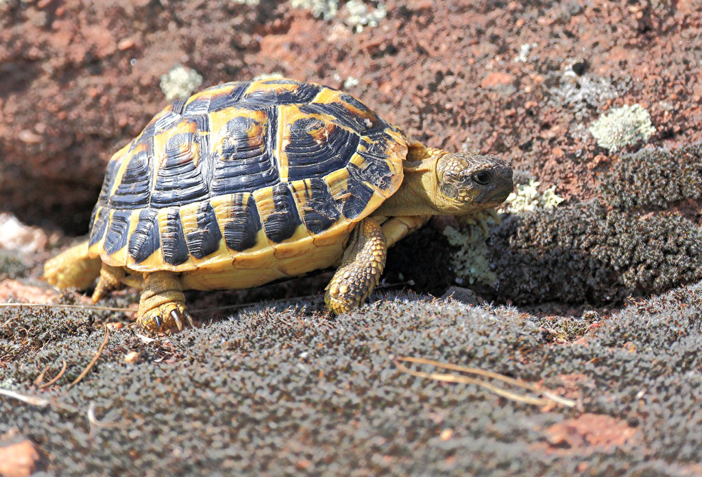 Massif des Maures - Tortue d'Hermann