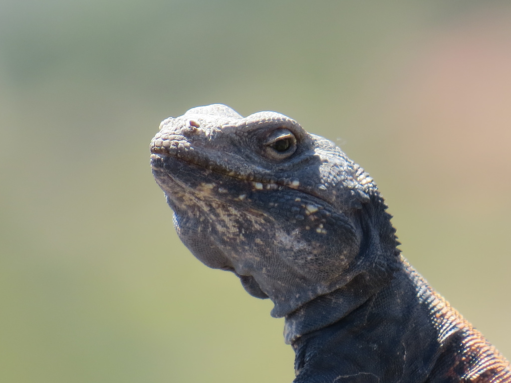 Chuckwalla