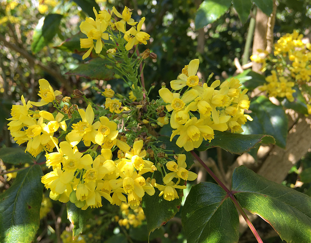 Mahonia