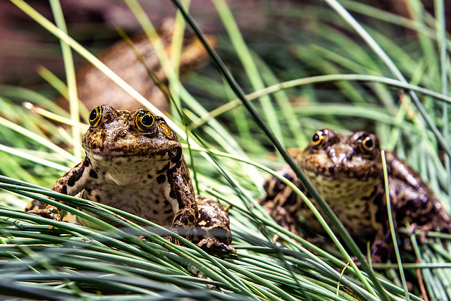 American Bullfrog