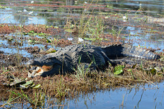 Botswana, Crocodile in the Wetlands of Chobe National Park