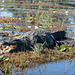 Botswana, Crocodile in the Wetlands of Chobe National Park