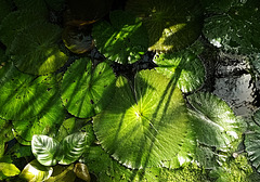 Shady pool....