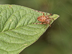 Garden Spider