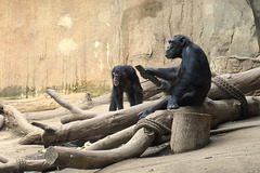 Schimpansen beim Fernsehen ; ))