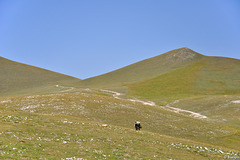 am Rande des Sibillinischen Nationalparks (© Buelipix)
