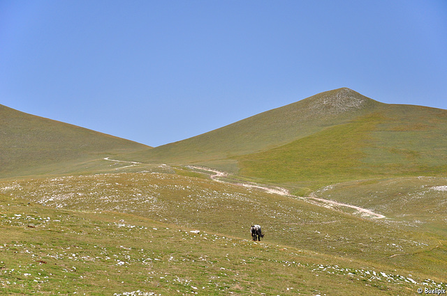 am Rande des Sibillinischen Nationalparks (© Buelipix)