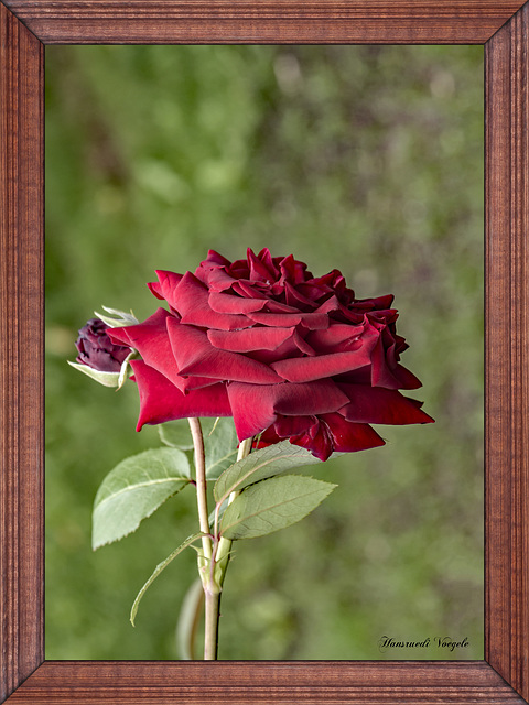 Rote Rose vom Rosenbäumchen