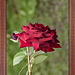 Rote Rose vom Rosenbäumchen