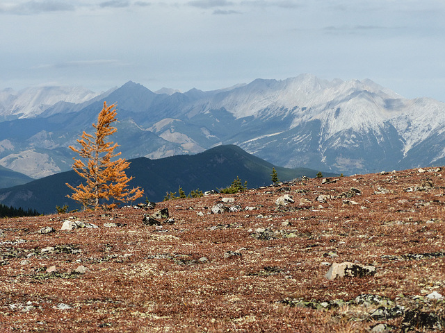 A lone Larch in fall colour