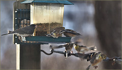At the feeder