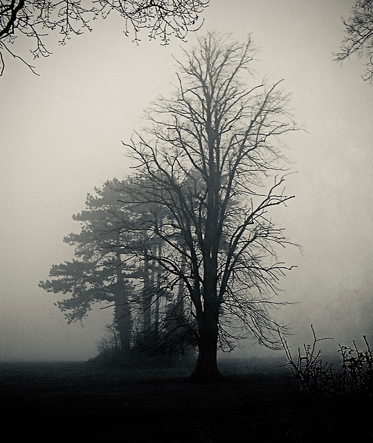 Fog in Hilperton, January, 2006