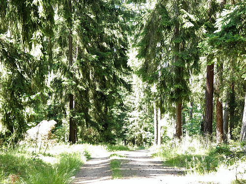 Waldweg