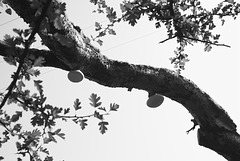 Branch with tree fungus (i)