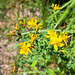 Echtes Johanniskraut (Hypericum perforatum)