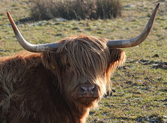 Schottisches Hochlandrind