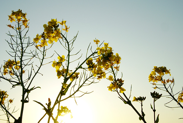 Rapeseed