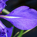 BVESANCON: Une fleur d'Iris.