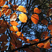 Dogwood (Cornus) leaves