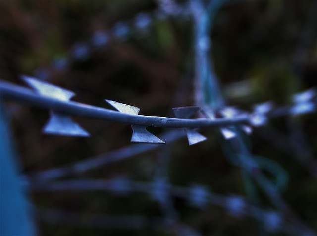 Razor Wire 6