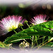 Fleurs d'Albizia ***  Albizia flowers
