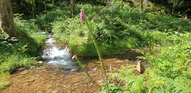 Forest stream