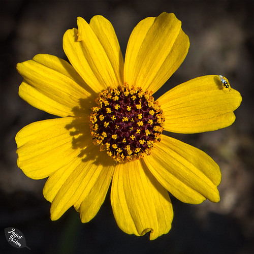 Colombia Coriopsis at Detroit Lake (+5 insets)