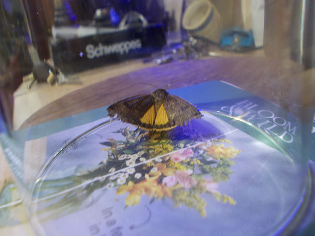 B&M - yellow underwing (Noctua sp)