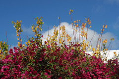 Penedos, Fall, Buganvilea and Damascus tree